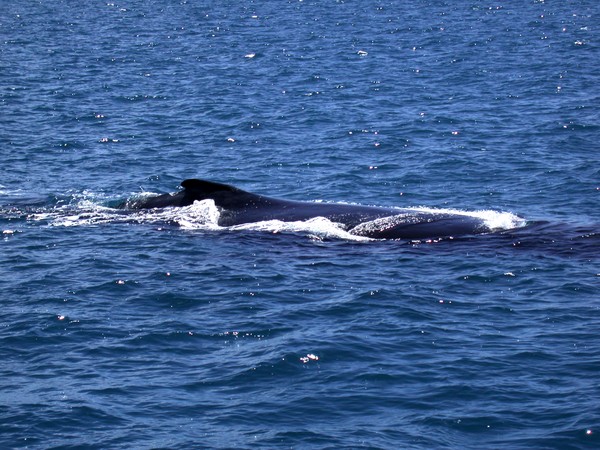 Humpback Whale